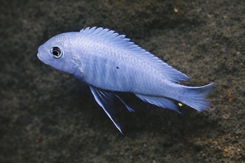 Maylandia callainos 'Chitande Island'